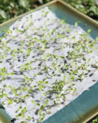 papel plantable Papel plantable